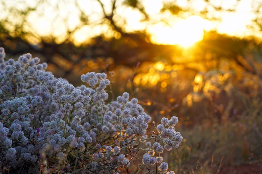 A white cotton bush with a sunrise behind it
