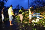 Fallen trees in Vanuatu after Tropical Cyclone Pam