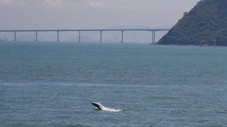 Lumba-lumba putih melompat di depan jembatan Hong Kong-Zhuhai-Macau.