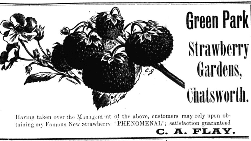 Old hand drawing of the strawberries to go with the advertisement.
