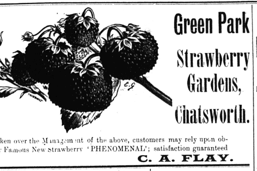 Old hand drawing of the strawberries to go with the advertisement.