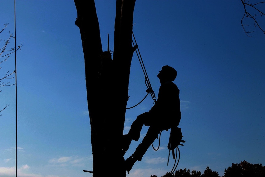 A tradesperson climbs a tree