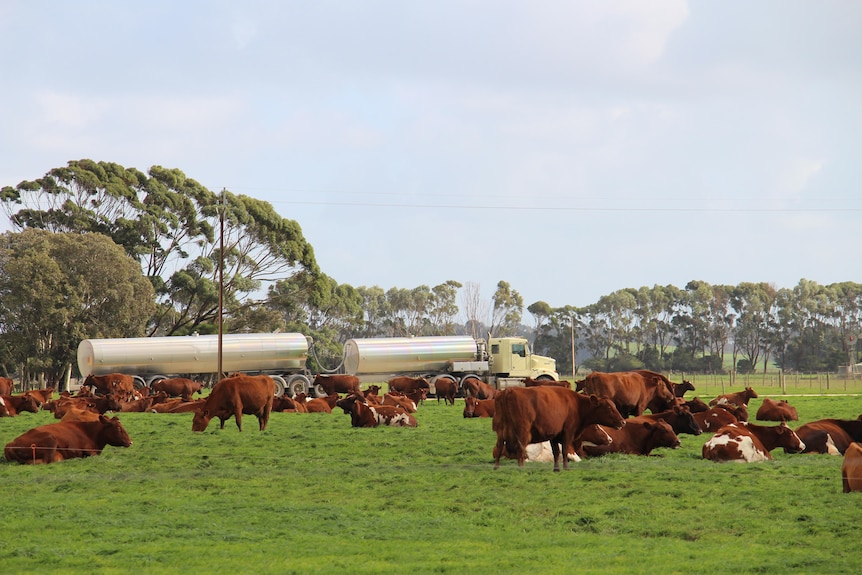 A group of cows on a lush green paddock, a truck travelling on the road behind the paddock