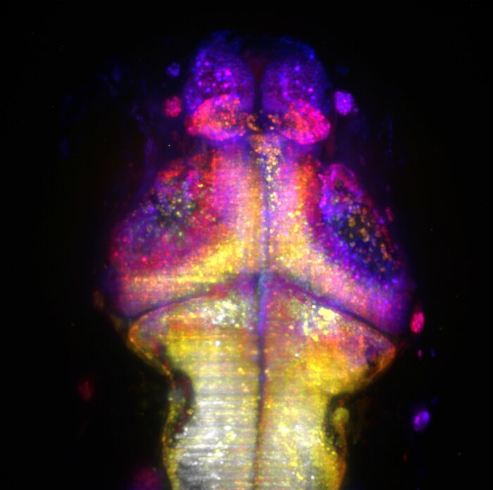 A zebrafish's brain recorded in 3D using a custom-built microscope.