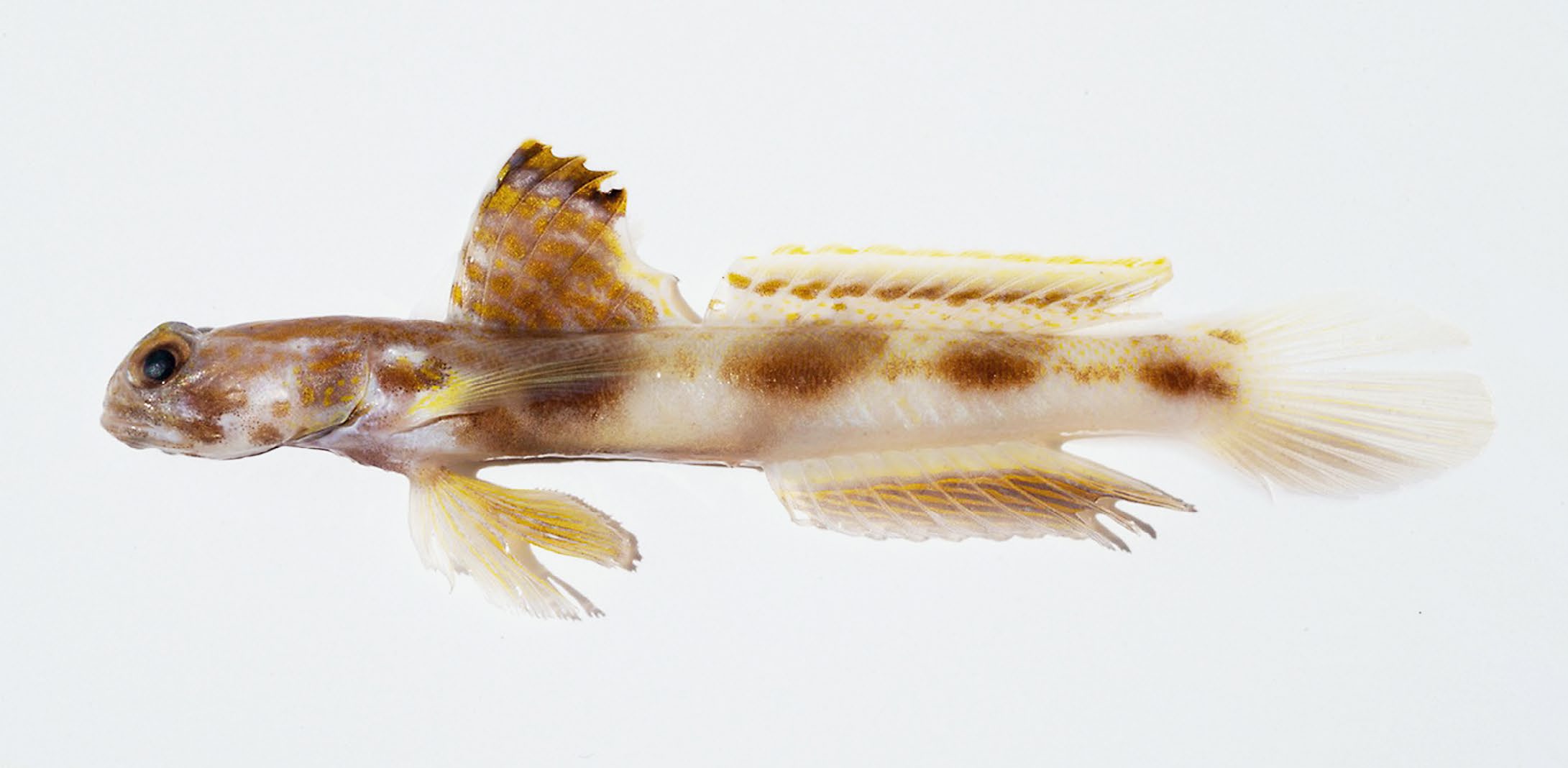 A white fish with large brown spots, and small brown and orange spots on it's fins