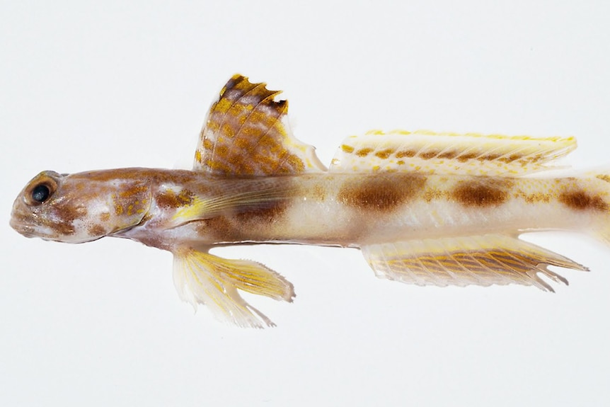 A white fish with large brown spots, and small brown and orange spots on its fins.
