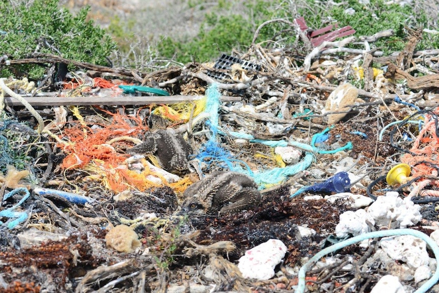 Young ospreys sit in a nest partly formed by plastic