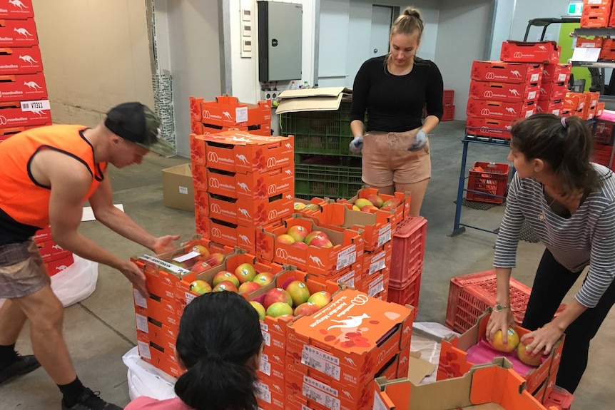 Manbulloo workers pack export mangoes