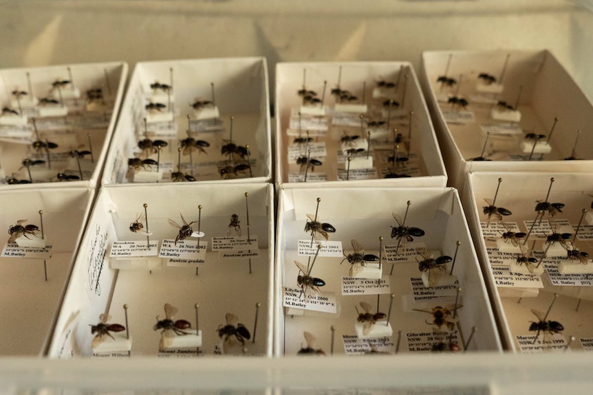 Bee specimens in cardboard boxes