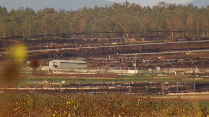 A series of pens with cattle and some sheds. Behind them is a line of trees.