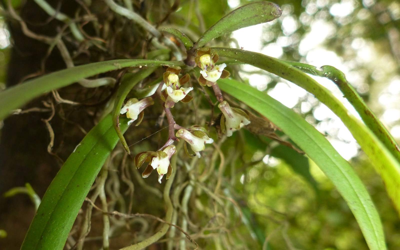 Rare tangle orchid found in rainforest gully at risk of local