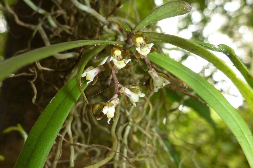 Close-up of rare tangle orchid