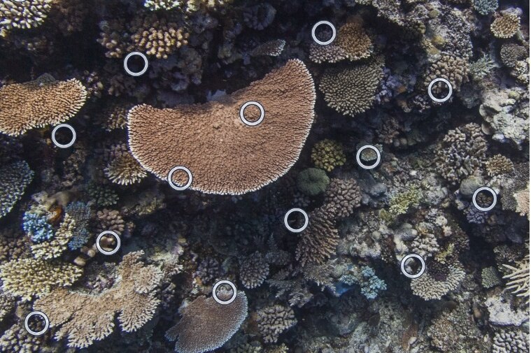 Virtual Reef Diver classifying window