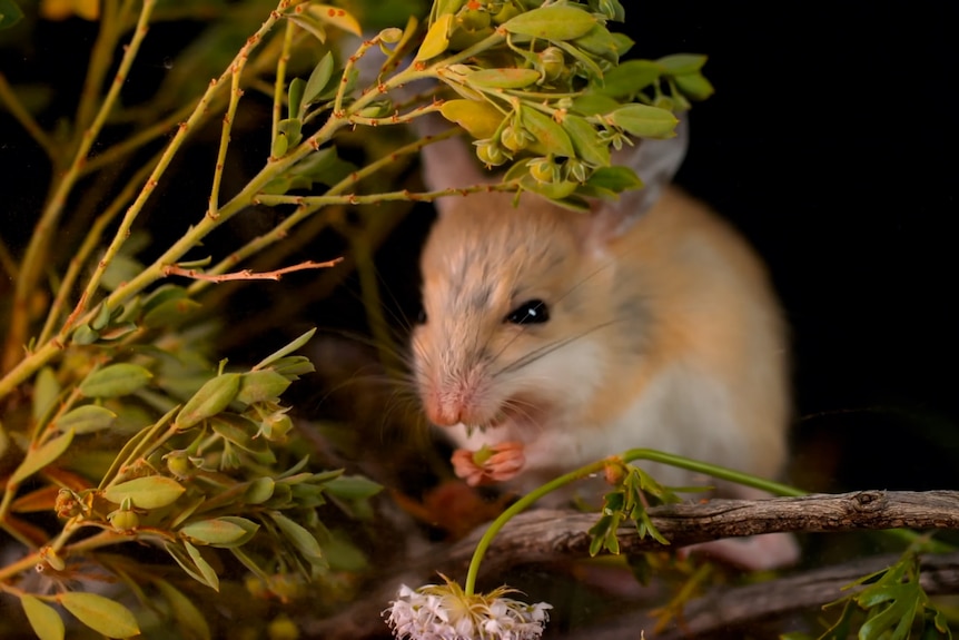 A hopping mouse eating a seed