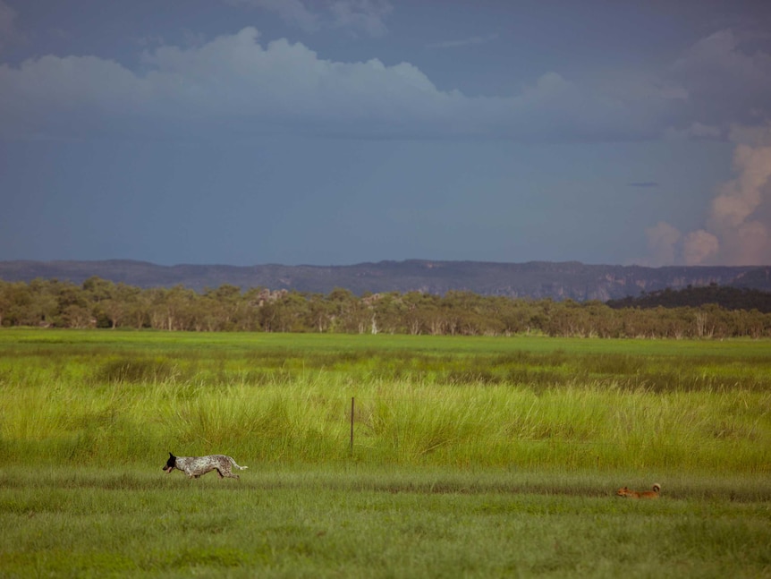 Two dogs roam near the town billabong.