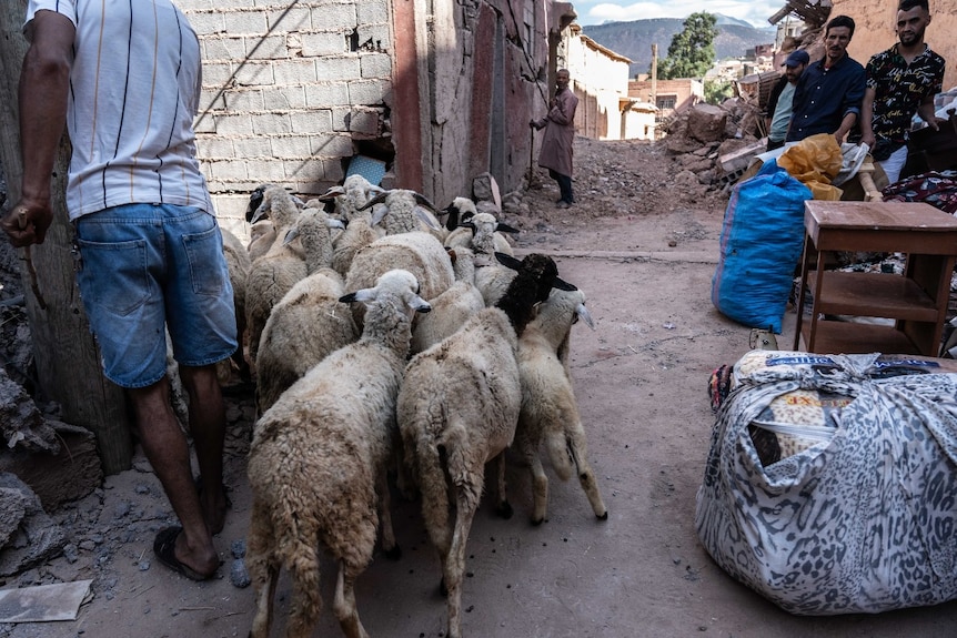 A group of people and a group of sheep on a small ruined street