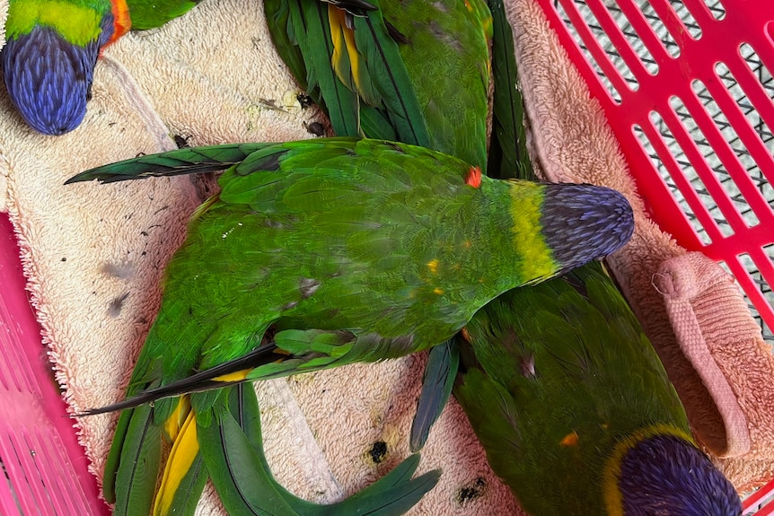 Paralysed rainbow Lorikeets in care.