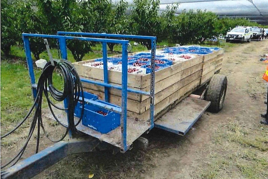 Photo of an orchard trailer with crates of fruit.