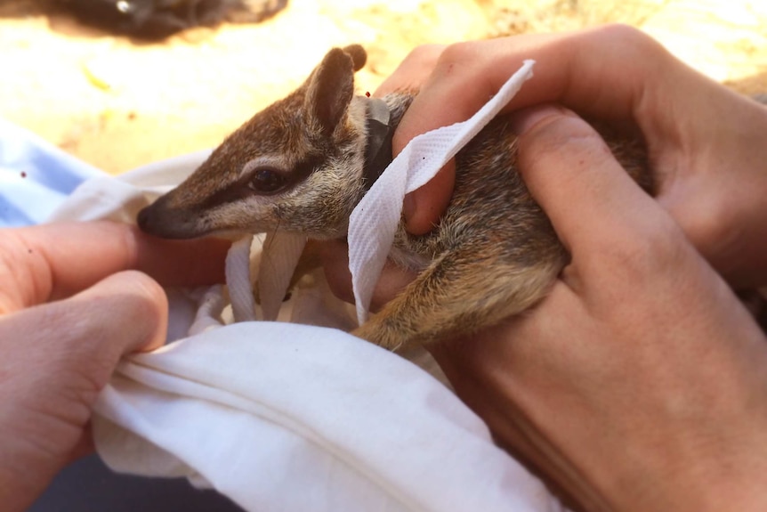 A photo of a numbat undergoing a health check