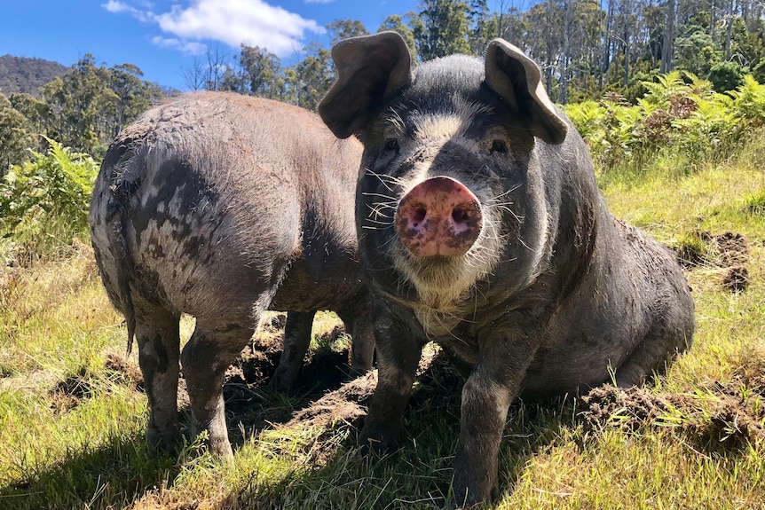 A cute black grey pig looks at the camera as another one has its bum to the camera.