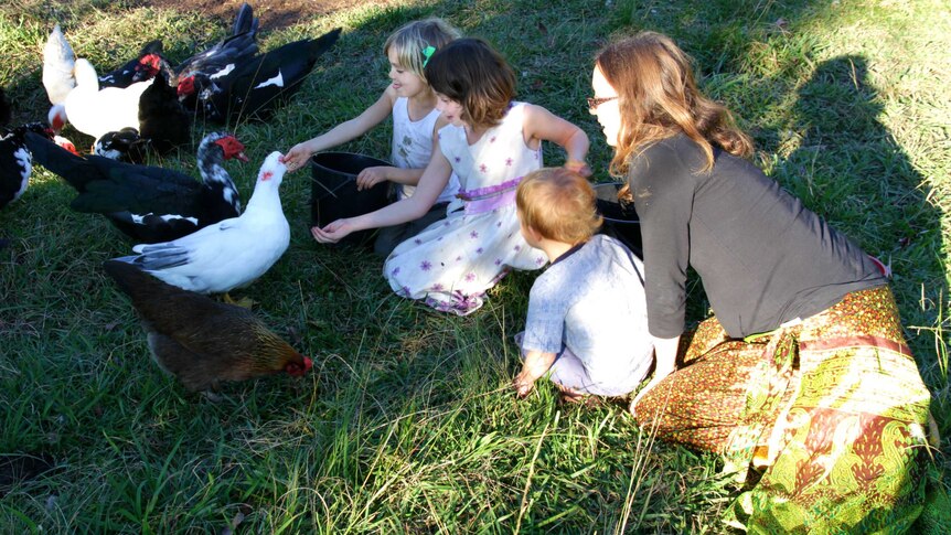 Mother, daughters and a toddler hand feeding their muscovy ducks in the dappled sunlight on their farm