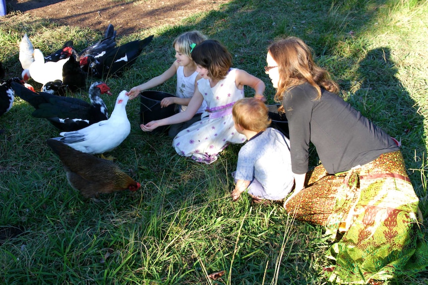 Mother, daughters and a toddler hand feeding their muscovy ducks in the dappled sunlight on their farm