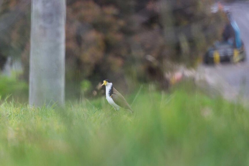 Adult plover obscured by grass
