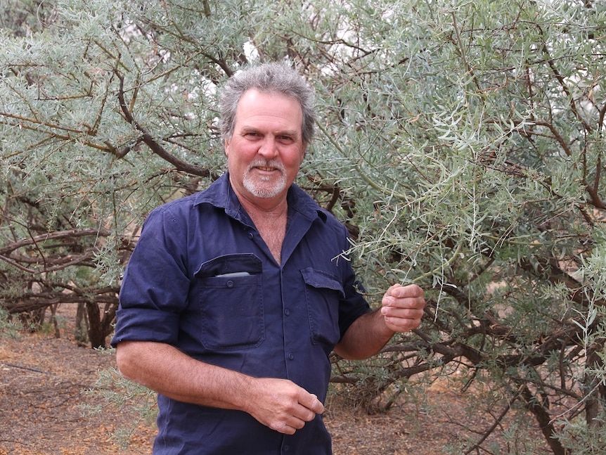 Wattle seed grower Mark Lucas standing in front of his wattle seed trees.