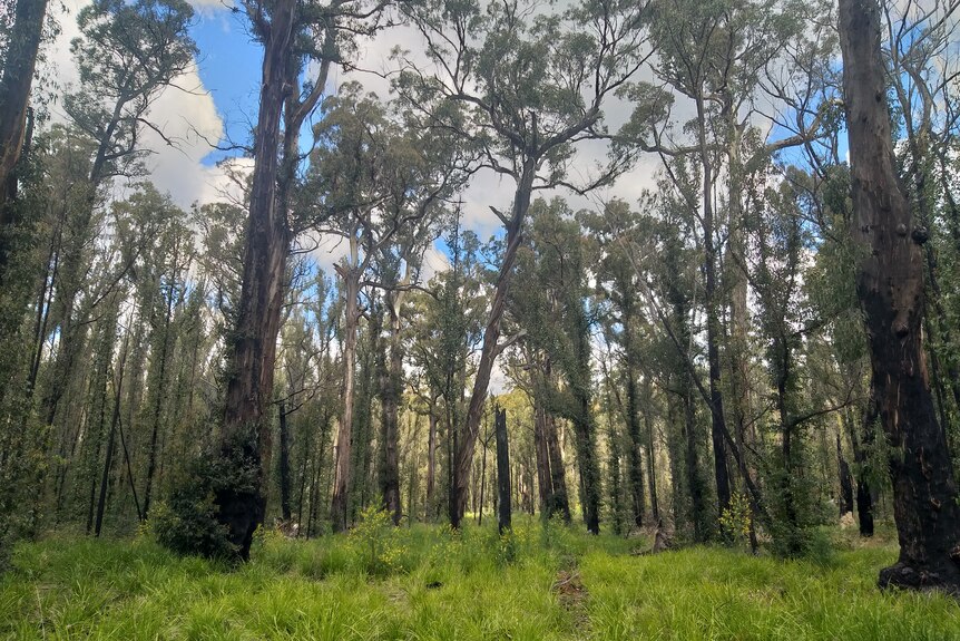 Bushland re-growing after fires, with some blackened tree trunks, trees tower into a blue sky with some clouds.