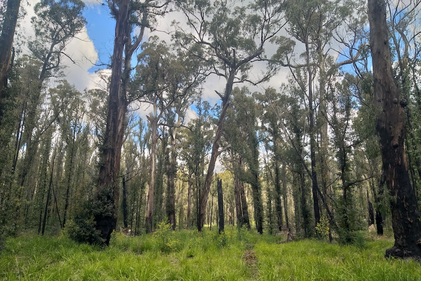 The bush that regrows after the fires, with a few blackened tree trunks, trees tower in a blue sky with some clouds.