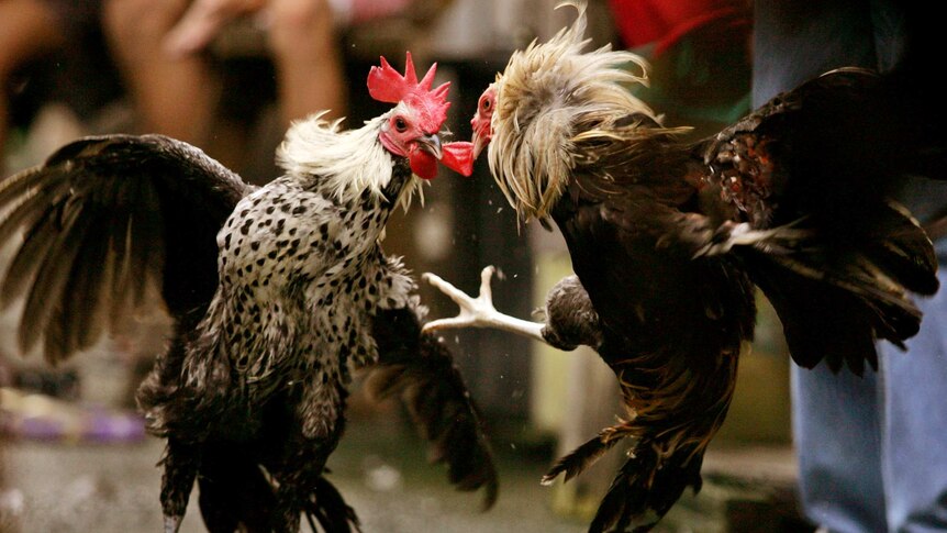 Roosters fight in Manila