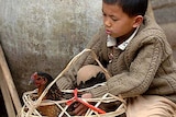 A Chinese boy sits with his pet chicken.