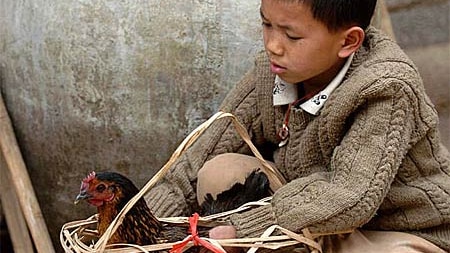 A Chinese boy sits with his pet chicken.