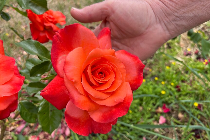 A hand holds a bright red and orange coloured rose so it can be photographed