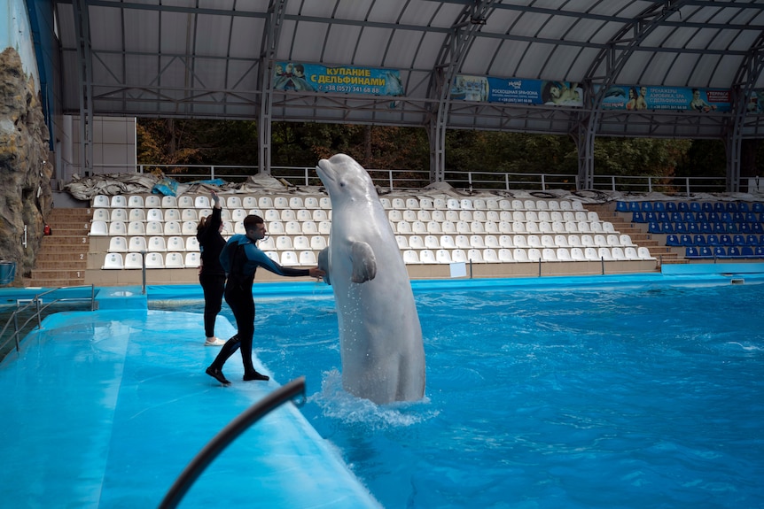 A large grey beluga whale lifts himself up out of a pool of water to touch hands with a human trainer.