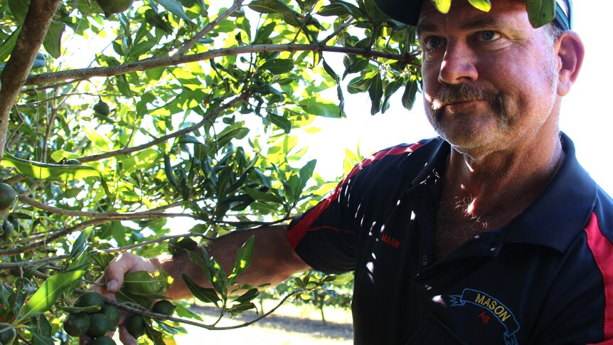 A man standing in the trees holding macadamia nuts