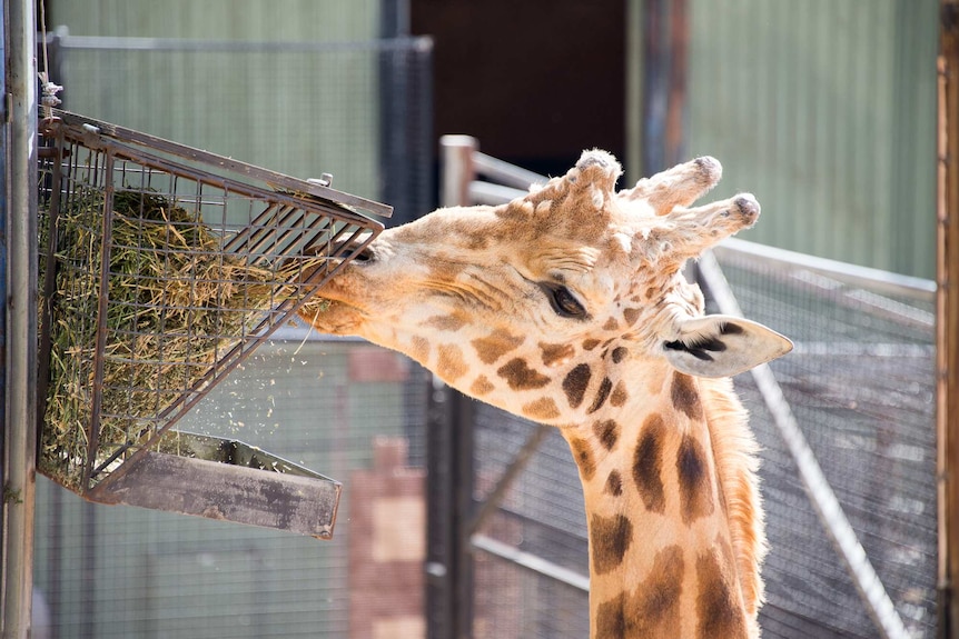 Hummer eating lucerne at Canberra zoo