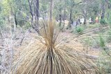 100 year old Grass tree, 1.5 metres high, dead from phytopthora cinnamomi