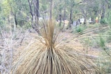 100 year old Grass tree, 1.5 metres high, dead from phytopthora cinnamomi