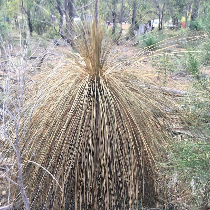 100 year old Grass tree, 1.5 metres high, dead from phytopthora cinnamomi