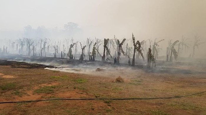A scorched banana plantation