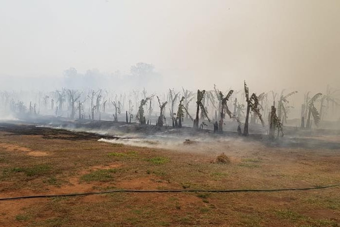 A scorched banana plantation