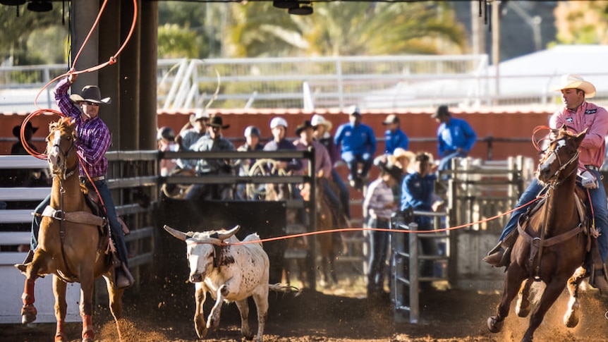 Two cowboys ride horses either side of a steer, attempting to rope the steer at the Mount Isa Rodeo