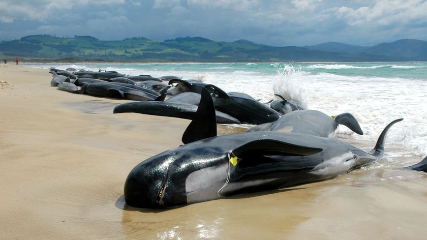 Pilot whales stranded on Tasmanian beach