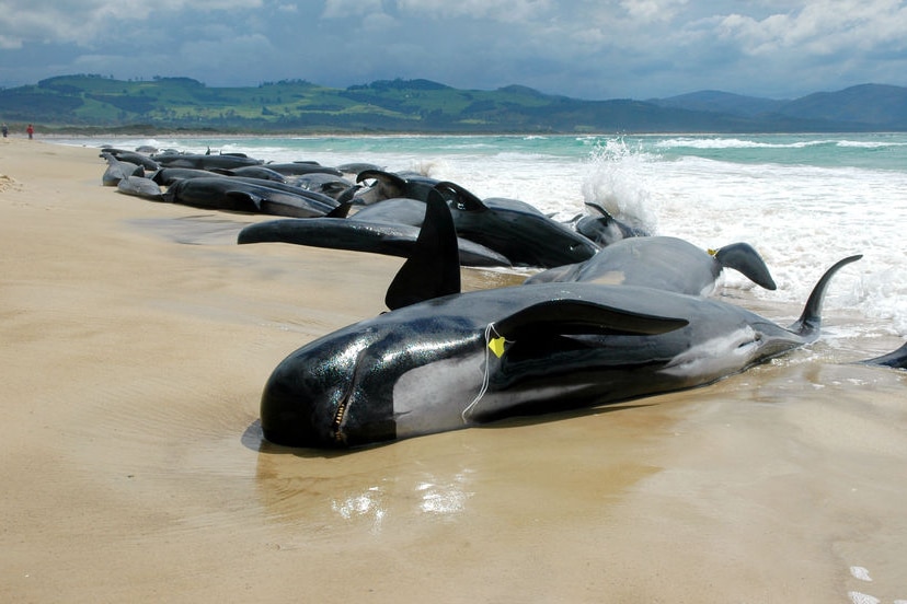 Pilot whales stranded on Tasmanian beach