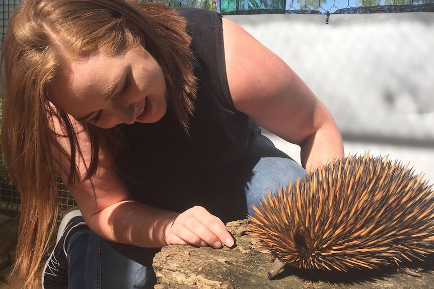She crouches down to look at an echidna