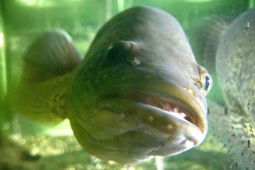 The cod glaring at the camera through the dirty glass.