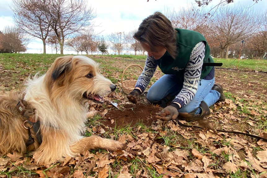 A woman digging for truffles with a dog next to her on a farm.
