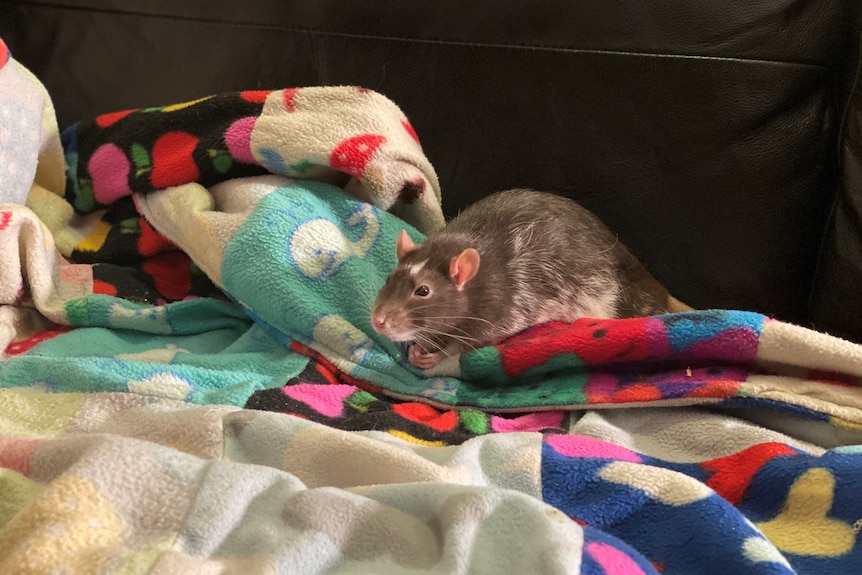 A small rat with his front paws together sits on a blanket