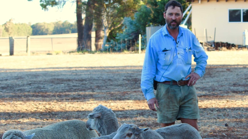 A man in shorts, boots and a long sleeve shirt stands in a paddock with sheep.